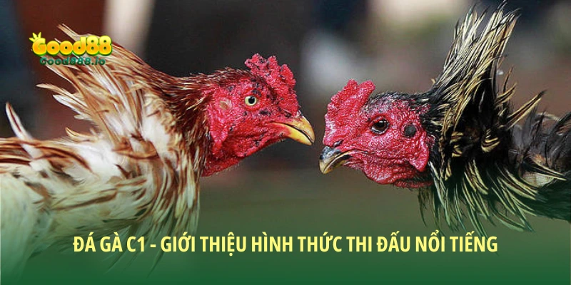 Đá gà C1 - Giới thiệu hình thức thi đấu nổi tiếng 